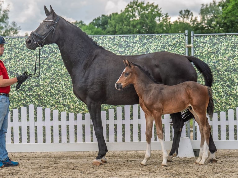 Westphalian Stallion  Bay-Dark in M&#xFC;nster Handorf