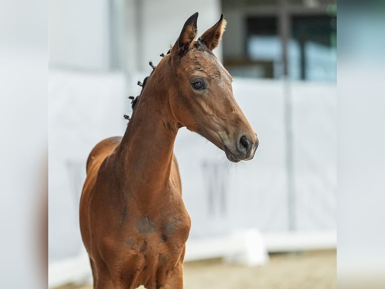 Westphalian Stallion Foal (04/2024) Bay-Dark in Münster-Handorf