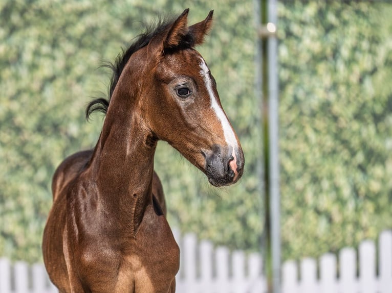 Westphalian Stallion  Bay-Dark in M&#xFC;nster Handorf