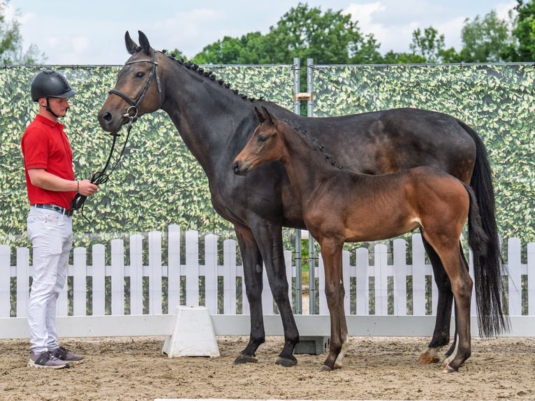 Westphalian Stallion  Bay-Dark in M&#xFC;nster Handorf