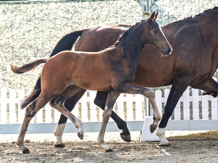 Westphalian Stallion  Bay-Dark in M&#xFC;nster Handorf