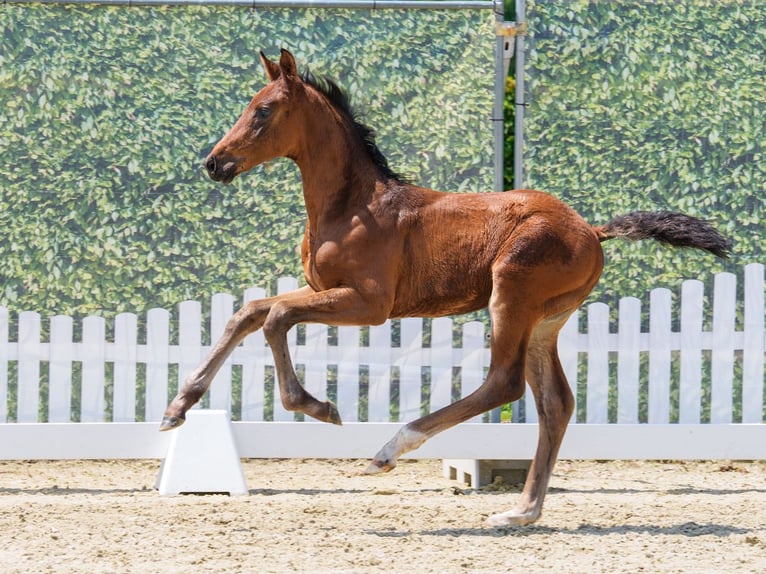 Westphalian Stallion Foal (05/2026) Bay-Dark in Münster-Handorf
