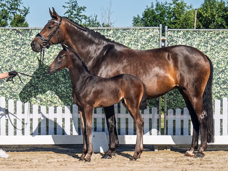 Westphalian Stallion  Bay-Dark in M&#xFC;nster Handorf