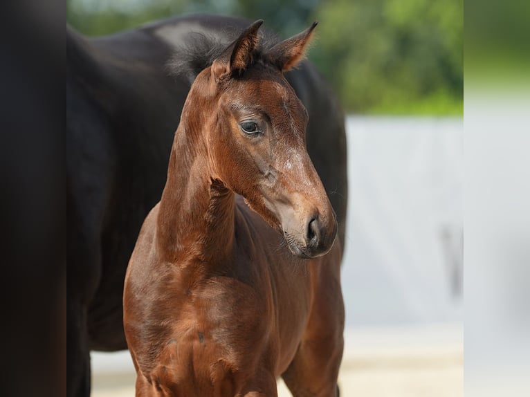 Westphalian Stallion Foal (07/2024) Bay-Dark in Münster-Handorf