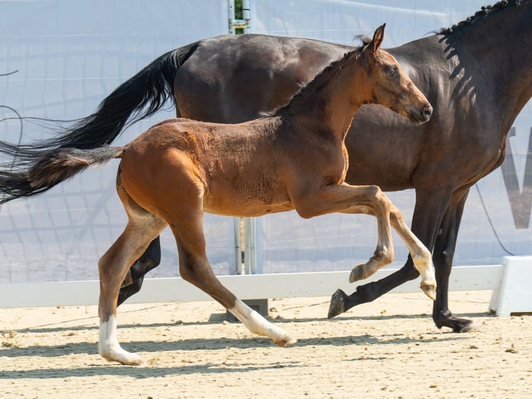 Westphalian Stallion Foal (06/2024) Bay-Dark in Münster-Handorf