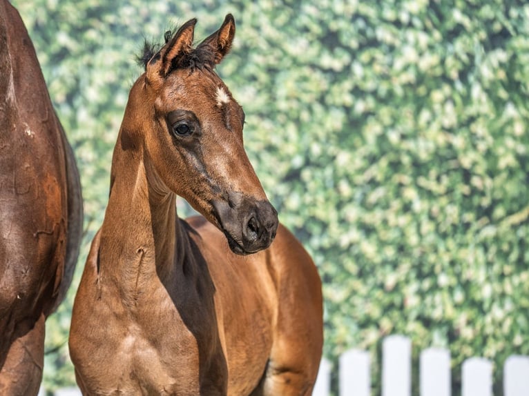 Westphalian Stallion  Bay-Dark in M&#xFC;nster Handorf