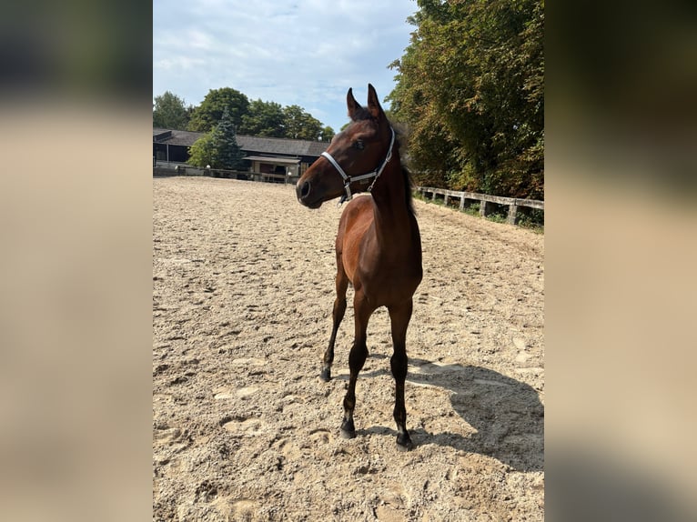 Westphalian Stallion Foal (03/2025) Bay-Dark in Ratingen