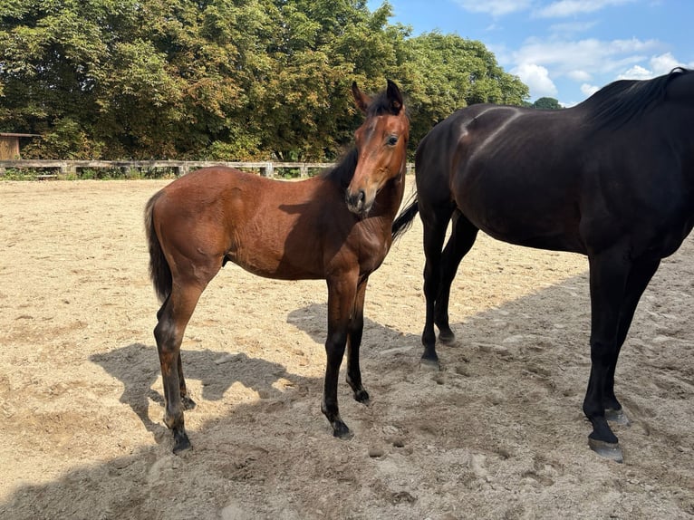 Westphalian Stallion Foal (03/2025) Bay-Dark in Ratingen