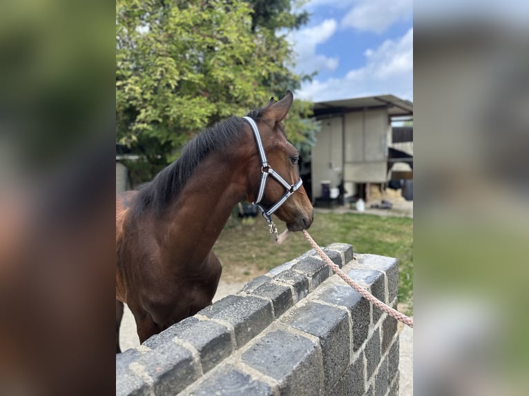 Westphalian Stallion Foal (03/2025) Bay-Dark in Ratingen