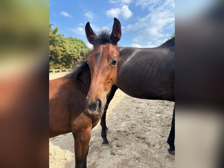 Westphalian Stallion Foal (03/2025) Bay-Dark in Ratingen