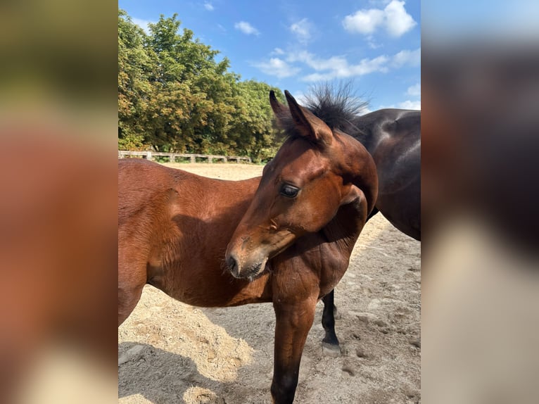 Westphalian Stallion Foal (03/2025) Bay-Dark in Ratingen