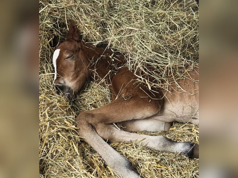 Westphalian Stallion Foal (03/2026) Bay-Dark in Remscheid