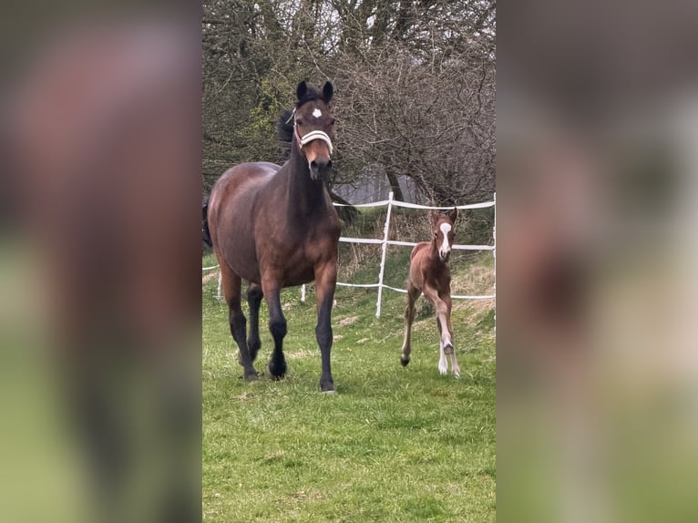 Westphalian Stallion Foal (03/2026) Bay-Dark in Remscheid