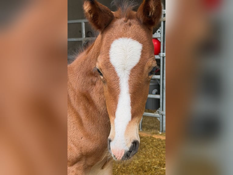 Westphalian Stallion Foal (03/2026) Bay-Dark in Remscheid