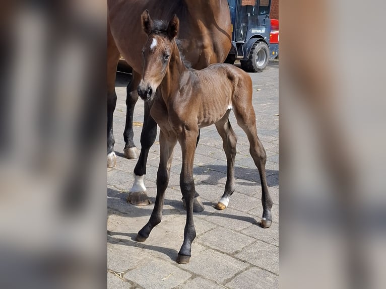 Westphalian Stallion  Bay-Dark in Ruppichteroth