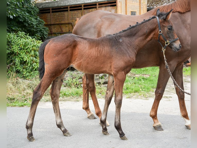Westphalian Stallion Foal (05/2025) Bay-Dark in Ibbenb&#xFC;ren