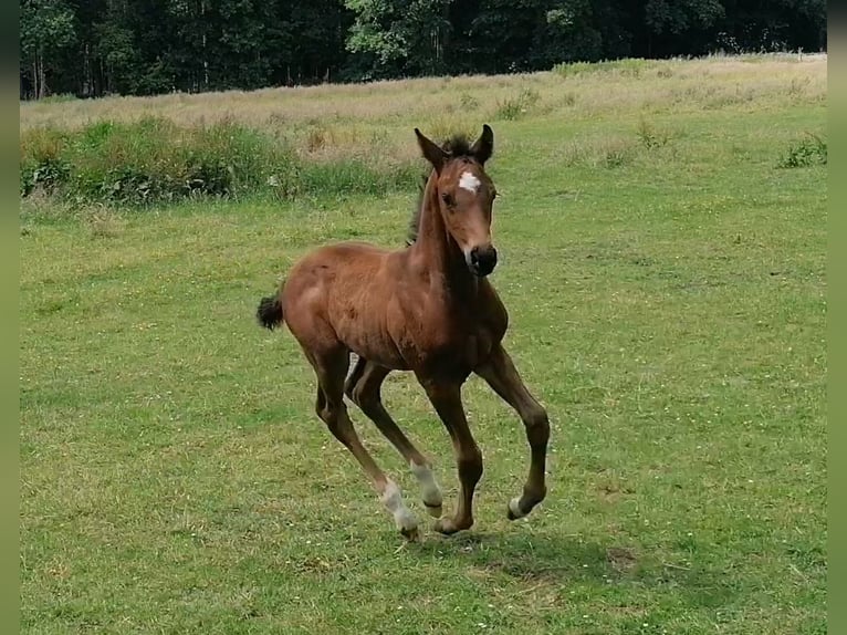 Westphalian Stallion  Bay-Dark in Westerkappeln