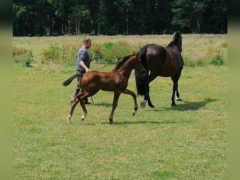 Westphalian Stallion  Bay-Dark in Westerkappeln
