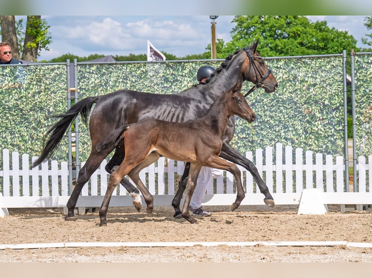 Westphalian Stallion  Bay-Dark in Soest