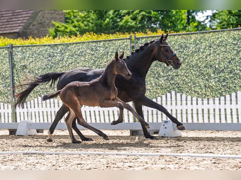Westphalian Stallion  Bay-Dark in Soest