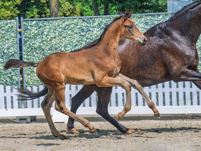 Westphalian Stallion Foal (05/2025) Bay-Dark in Sundern