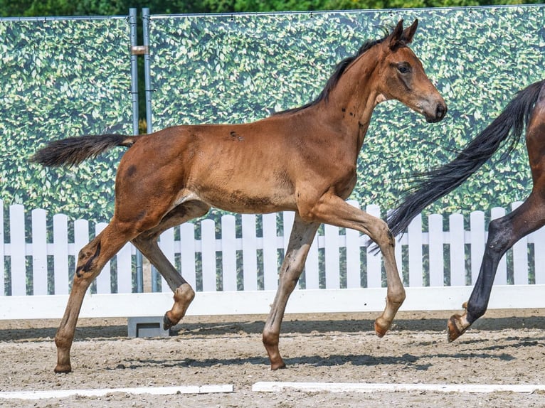 Westphalian Stallion Foal (05/2025) Bay-Dark in Sundern