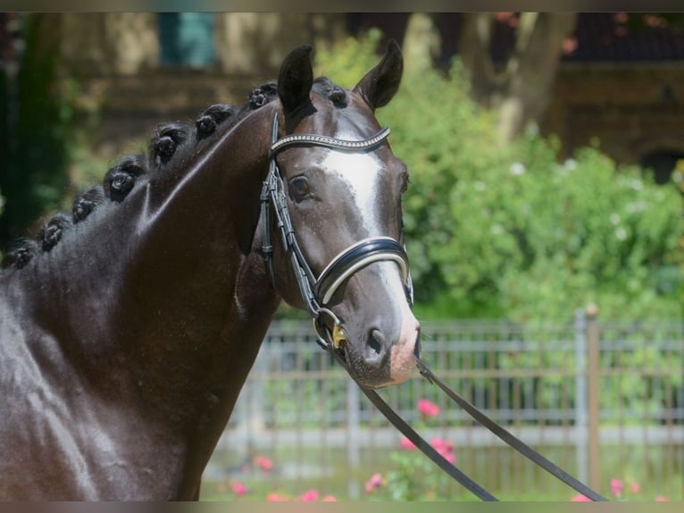 Westphalian Stallion Foal (05/2026) Bay-Dark in Versmold