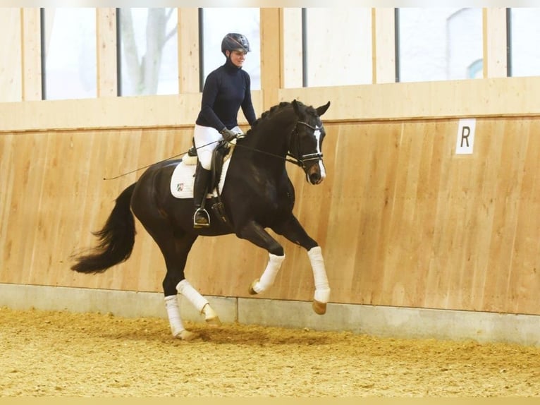 Westphalian Stallion Foal (05/2024) Bay-Dark in Wenden