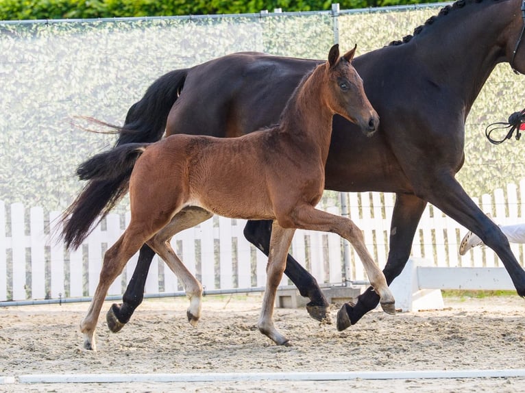 Westphalian Stallion Foal (03/2026) Bay-Dark in Wettringen
