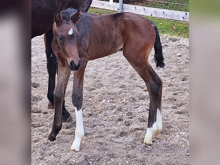 Westphalian Stallion Foal (01/2025) Bay-Dark in Marktschellenberg