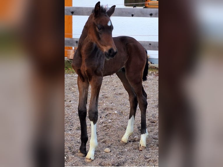 Westphalian Stallion Foal (01/2025) Bay-Dark in Marktschellenberg