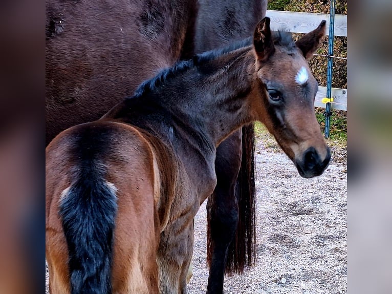 Westphalian Stallion Foal (01/2025) Bay-Dark in Marktschellenberg