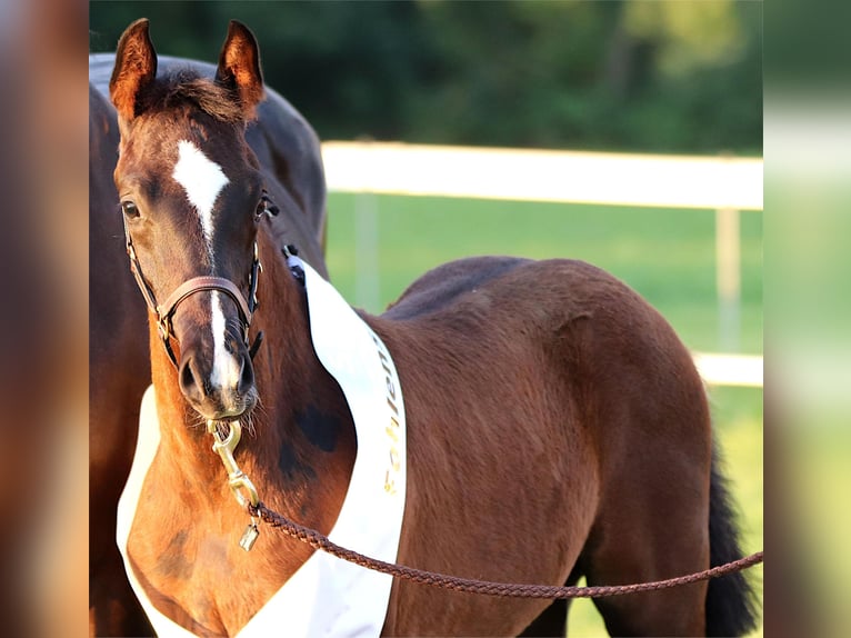 Westphalian Stallion Foal (05/2025) Bay-Dark in Neuenegg