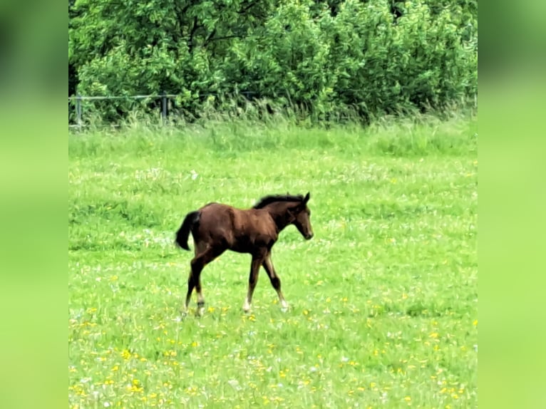 Westphalian Stallion Foal (04/2026) Bay-Dark in Beverungen
