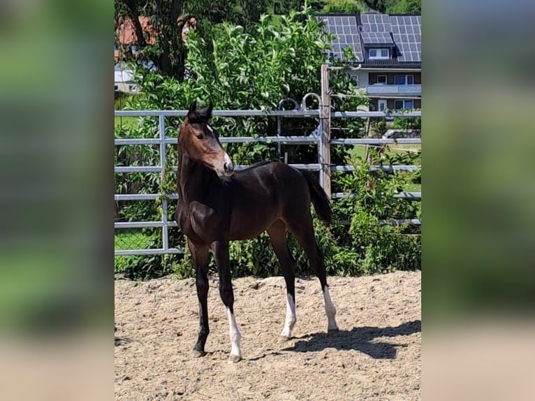 Westphalian Stallion Foal (04/2023) Bay-Dark in Borchen