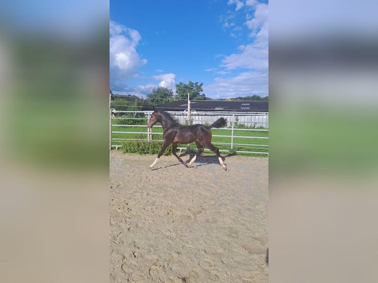 Westphalian Stallion Foal (04/2023) Bay-Dark in Borchen