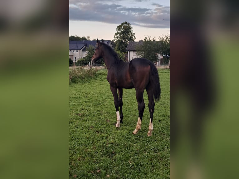 Westphalian Stallion Foal (04/2023) Bay-Dark in Borchen