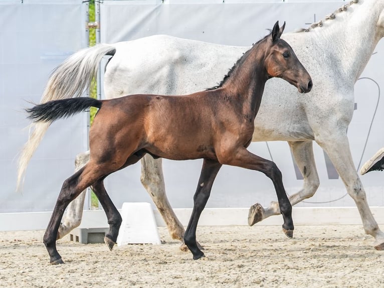 Westphalian Stallion Foal (06/2024) Bay-Dark in Borchen