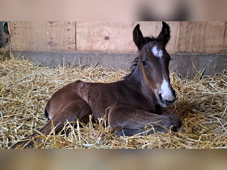Westphalian Stallion Foal (04/2023) Bay-Dark in Borchen
