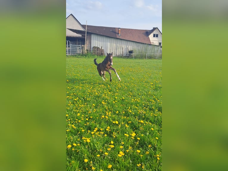 Westphalian Stallion Foal (04/2023) Bay-Dark in Borchen