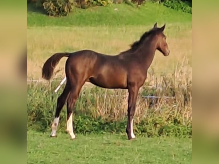 Westphalian Stallion Foal (04/2023) Bay-Dark in Borchen