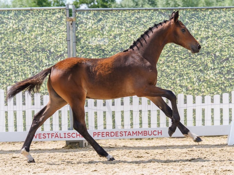 Westphalian Stallion Foal (02/2026) Bay-Dark in Mnster-Handorf
