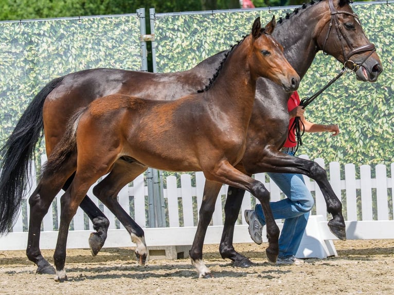 Westphalian Stallion Foal (02/2026) Bay-Dark in Mnster-Handorf