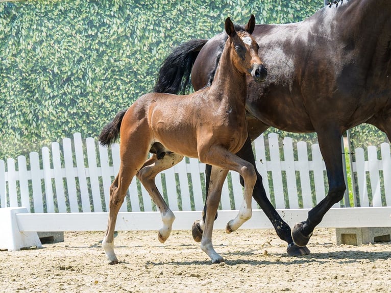 Westphalian Stallion Foal (05/2026) Bay-Dark in Mnster-Handorf