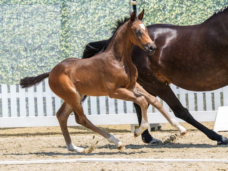 Westphalian Stallion Foal (05/2026) Bay-Dark in Mnster-Handorf