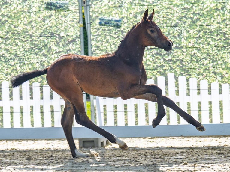 Westphalian Stallion Foal (05/2025) Bay-Dark in M&#xFC;nster-Handorf