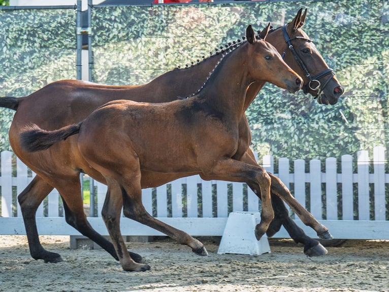 Westphalian Stallion Foal (05/2025) Bay-Dark in M&#xFC;nster-Handorf