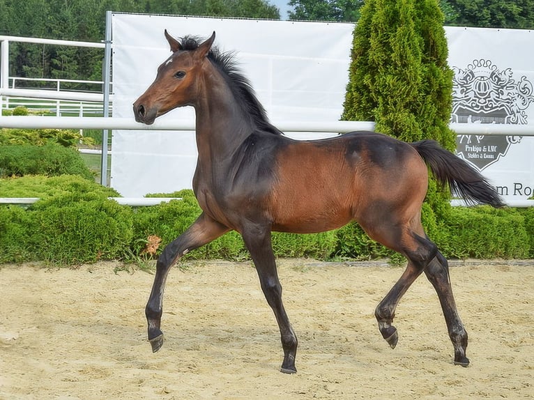 Westphalian Stallion Foal (02/2024) Bay-Dark in Münster-Handorf