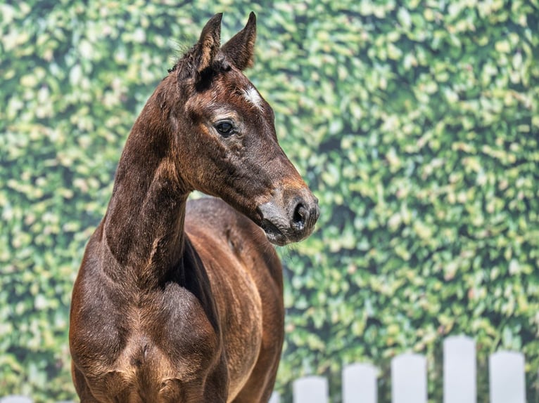 Westphalian Stallion  Bay-Dark in M&#xFC;nster Handorf