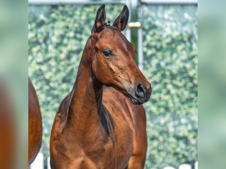 Westphalian Stallion Foal (05/2025) Bay-Dark in M&#xFC;nster-Handorf